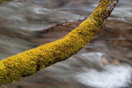 Moss covered tree branch ofver a riverの写真素材