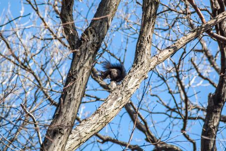 Small squirrel on a tree breanch with blue sky in the background.