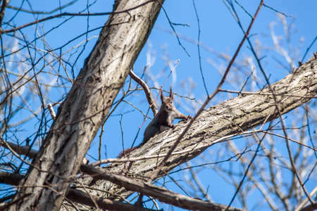 Small squirrel on a tree breanch with blue sky in the background.