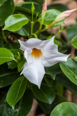 Moore\'s Crinum Lily with green leaves in the backgroundの写真素材