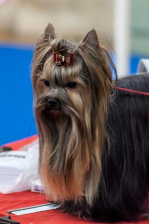 Cute long-haired Yorkshire terrierの写真素材