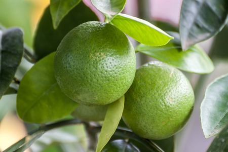 Limes hanging from a lime tree with nice boke backgroundの写真素材
