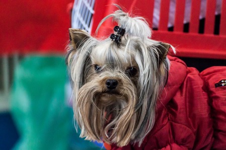 Cute long-haired Yorkshire terrierの写真素材