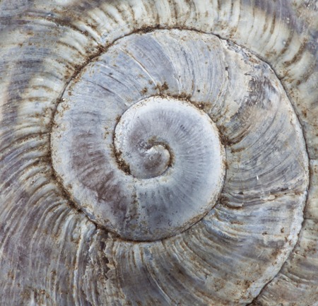 Extreme macro shot of an empty snail shell