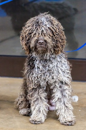 Portrait of a curly Portuguese water dogの写真素材
