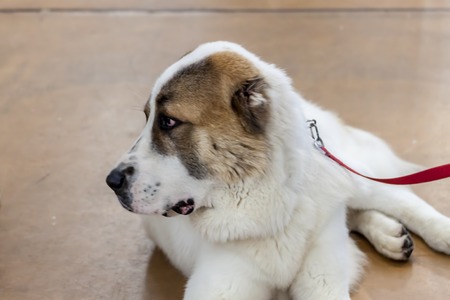 Portrait of a saint bernard dogの写真素材