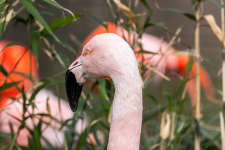 Sideways portrait of a Chilean flamingoの写真素材