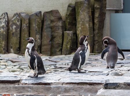Three penguins performing grooming ritualsの写真素材