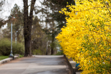 Forsythia bush blooming with thousand of yellow flowrsの写真素材