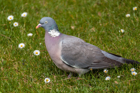 Portrait of a wild pigeon near some flowrs in a meadowの写真素材