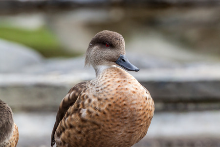 Portrait of a Patagonian crested duckの写真素材