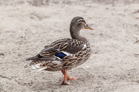 Closeup portrait of a Mallard duckの写真素材