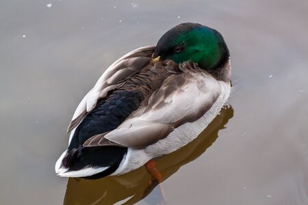 Closeup portrait of a Mallard duckの写真素材