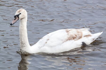 Swan portraitの写真素材