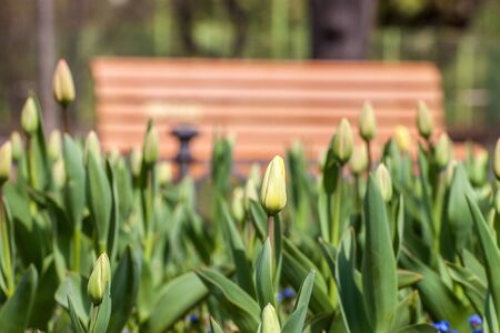 Garden filled with tulips in bloomの写真素材