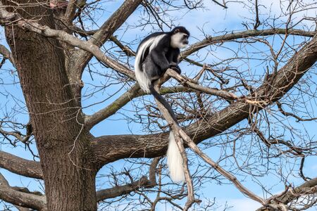 Black and white Colobus monkey sitting on a treeの写真素材