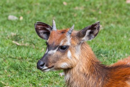 Close up portrait of a young Sitatungaの写真素材