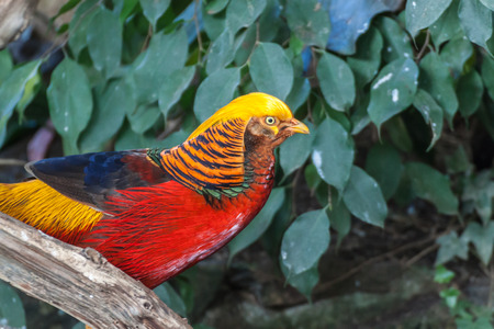 Profile portrait of a Golden pheasantの写真素材