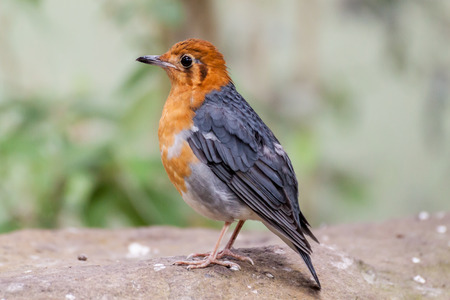 Closeup portrait of an Orange-headed thrushの写真素材