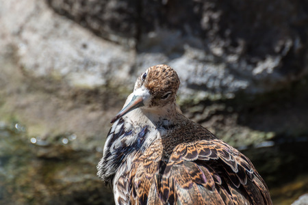 Closup portrait of a Ruff birdの写真素材