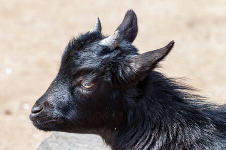 Portrait of a small black goatの写真素材