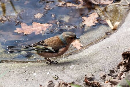 Chaffinch bird in its own habitatの写真素材