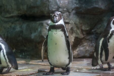 Small penguin standing and looking at somethingの写真素材