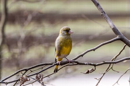Siskin bird sitting on a tree branchの写真素材