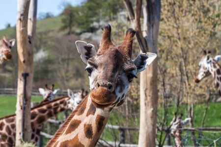 Portrait of a Giraffe from a high angle viewの写真素材
