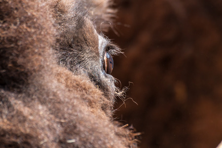 Portrait of an european bisonの写真素材