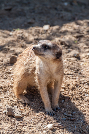 Picture of a meerkat on a lookoutの写真素材