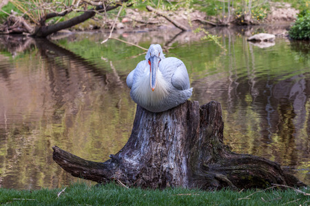 American white pelican sitting on his throneの写真素材