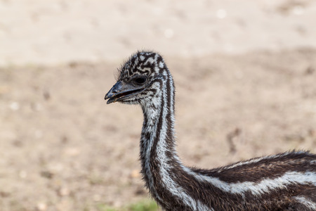 Portrait of a cute baby emu birdの写真素材