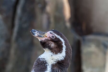 Closeup portrait of an african penguinの写真素材
