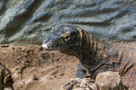 Portrait picture of a Varanの写真素材