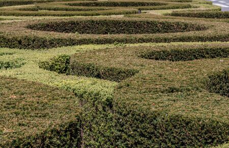 Maze in a garden made of a bushの写真素材
