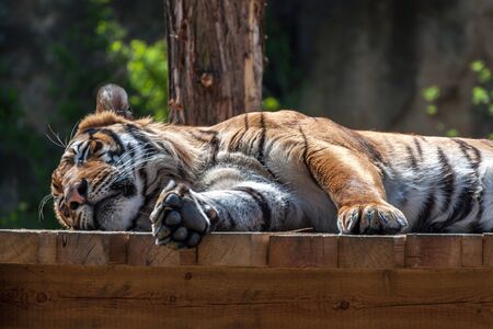 Tiger lying around and resting on a wooden platform