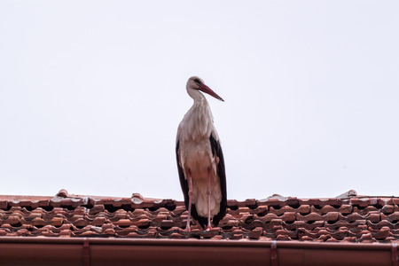 White stork standing on a roofの写真素材