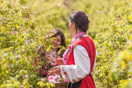 Women dressed in a Bulgarian traditional folklore costume picking roses in a garden, as part of the summer regional ritual in Rose valley, Bulgaria.の写真素材