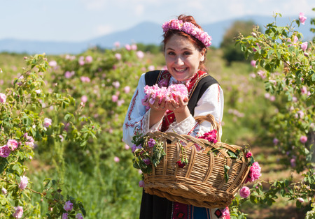 Woman dressed in a Bulgarian traditional folklore costume picking roses in a garden, as part of the summer regional ritual in Rose valley, Bulgaria.の写真素材