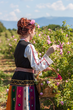 Woman dressed in a Bulgarian traditional folklore costume picking roses in a garden, as part of the summer regional ritual in Rose valley, Bulgaria.の写真素材