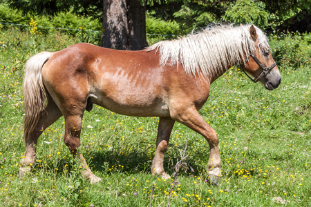 Haflinger horse in a meadowの写真素材