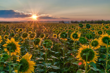Amazing sunrise over a field of sunflowersの写真素材