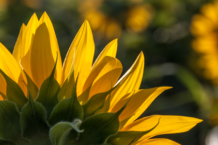 Close up of the back side of a sunflower. Sun shining through the petals.の写真素材