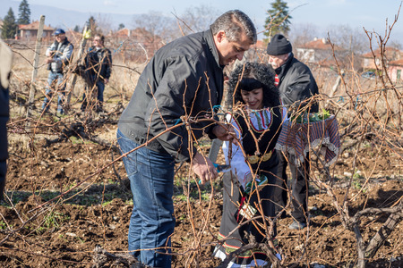 PERUSHTITSA, BULGARIA - FEBRUARY 14, 2015 - Recreating the ritual called Zariazvane in Perushtitsa, Bulgaria. People dressed in traditional clothing dance and cut the vineyards for fruitful harvest.のeditorial素材