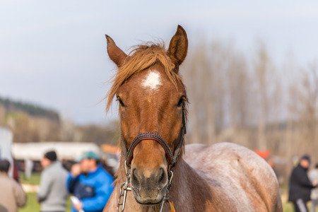 KALUGEROVO, BULGARIA - MARCH 19, 2016 - St. Theodore's Day or Horse day celebrations in Kalugerovo village, Bulgaria. The event includes horse beauty pageant and horse races called Kushiiのeditorial素材