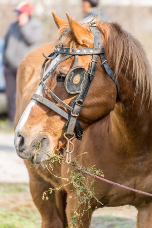 KALUGEROVO, BULGARIA - MARCH 19, 2016 - St. Theodore's Day or Horse day celebrations in Kalugerovo village, Bulgaria. The event includes horse beauty pageant and horse races called Kushiiのeditorial素材