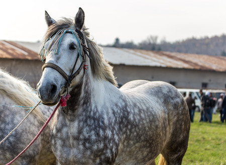 Portrait of a male and female white spotted horsesの写真素材