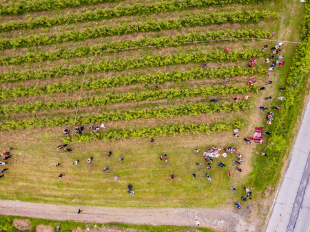 RAZHENA, BULGARIA - MAY 22, 2016 - Aerial view of rose picking ritual in Razhena village. People dressed up in a traditional folklore costumes sing and dance for health and succesful harvest of the Bulgarian Roses.のeditorial素材