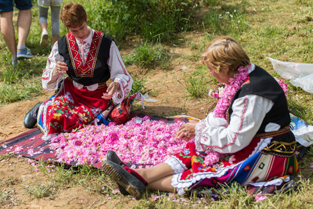 GORNO CHERKOVISHTE, BULGARIA - JUNE 04, 2016 - Bulgarian annual Rose picking ritual. Women making a rose wreaths.のeditorial素材